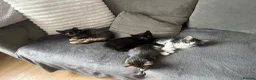 Mixed Breed cats for sale: 4 mixed kittens  - Advert 2