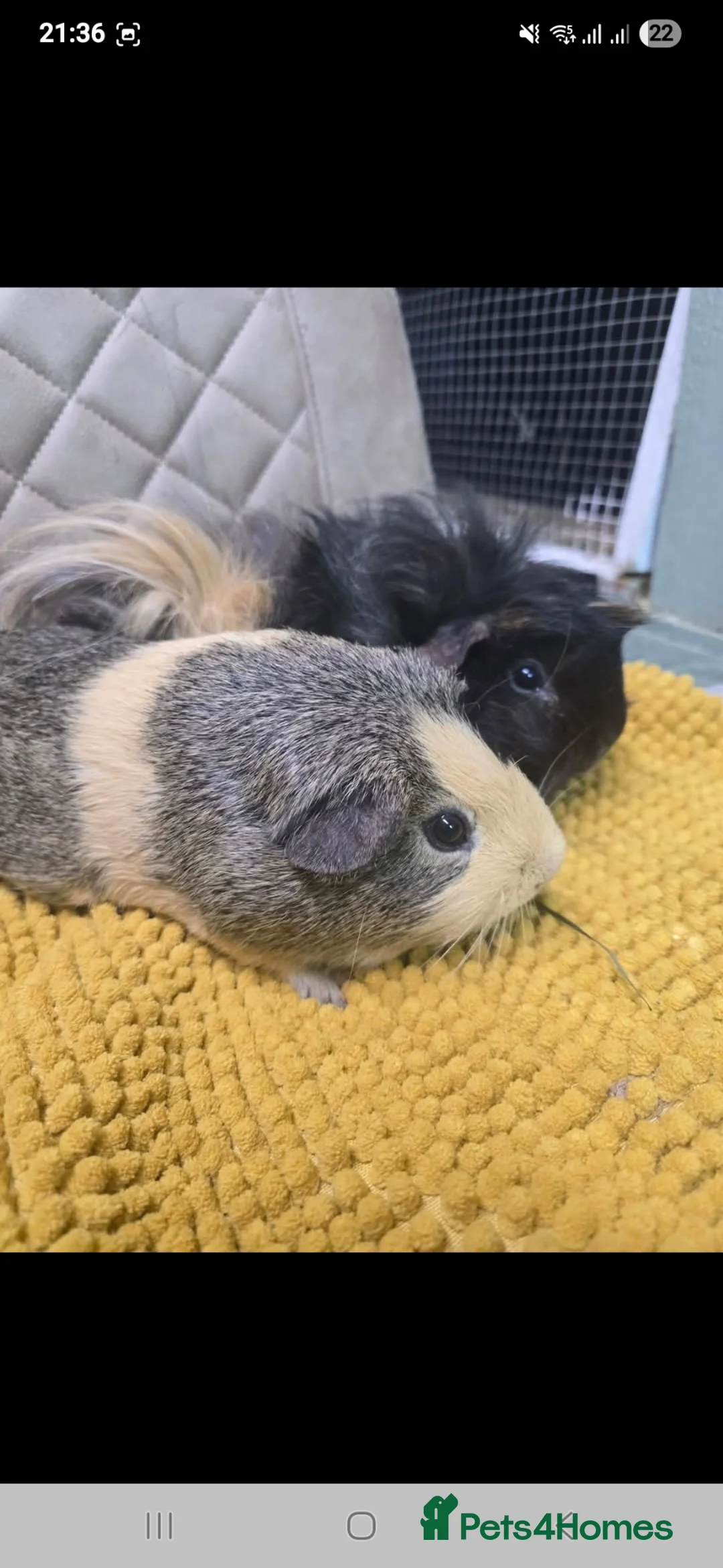 Guinea Pig rodents for sale: Rescue Rehome trio of boys bonded guinea pigs  - Advert 1