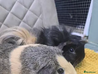 Guinea Pig rodents Rescue Rehome trio of boys bonded guinea pigs - Advert 1