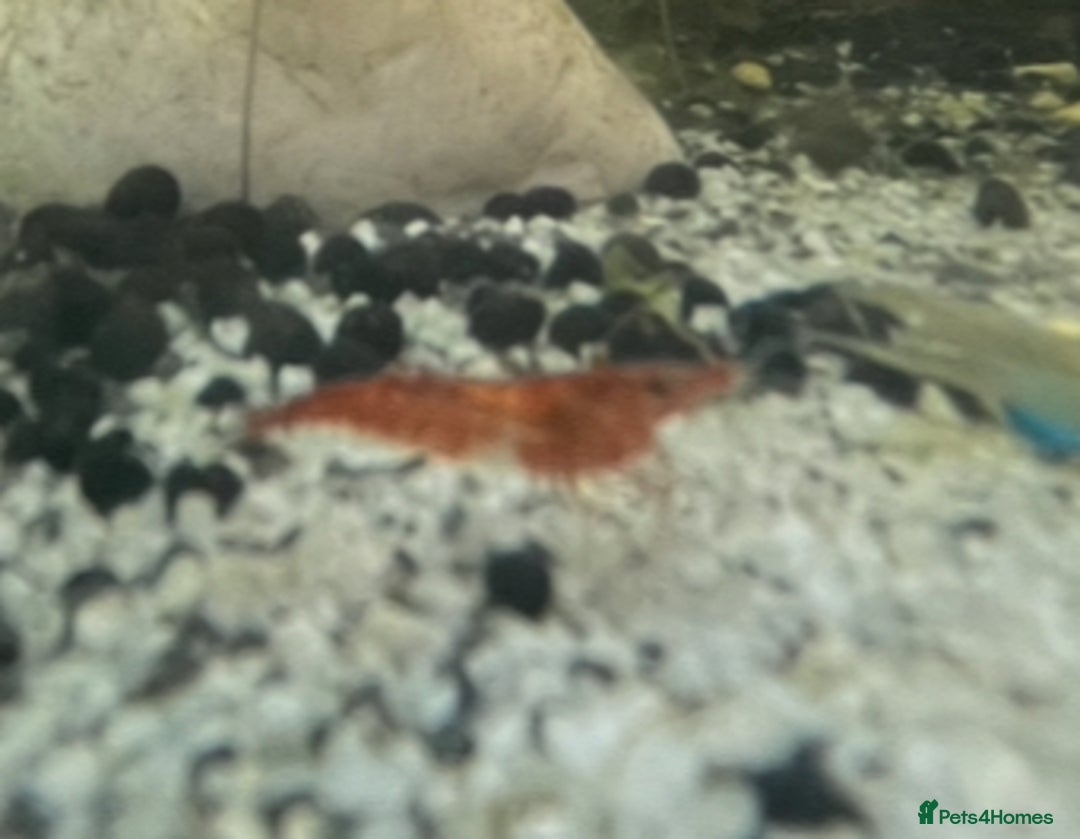 Shrimps fish for sale: Red cherry shrimp and blue dream shrimp - Advert 1