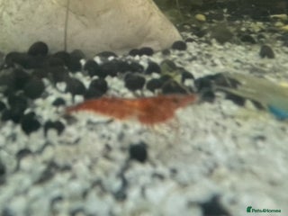 Shrimps fish Red cherry shrimp and blue dream shrimp - Advert 1