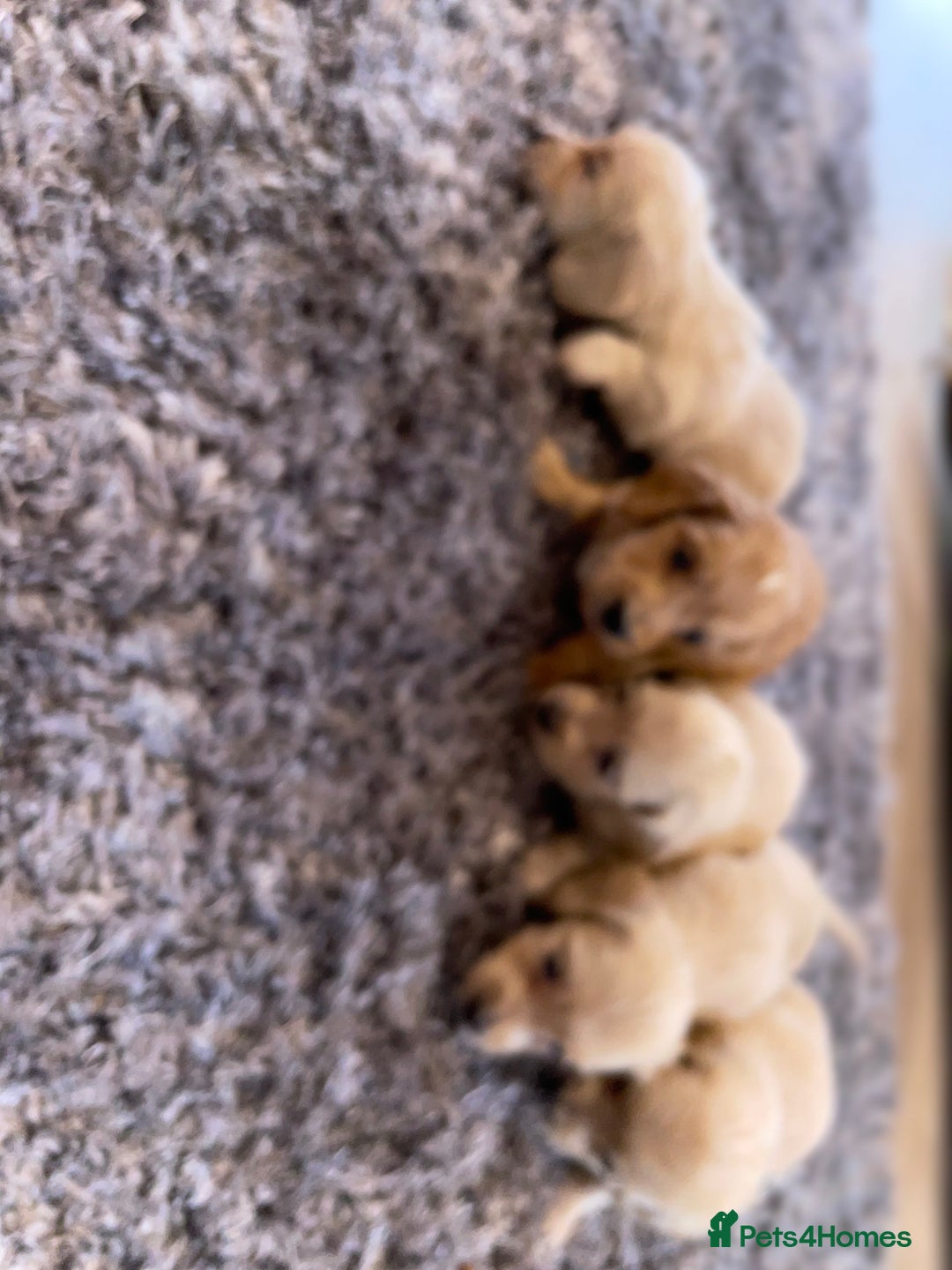 Miniature Dachshund dogs for sale: Miniature Dash hound long haired English  cream - Advert 13