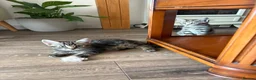 Mixed Breed cats for sale: 3 beautiful kittens  - Advert 9
