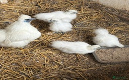 Chickens poultry for sale: White silkie growers  - Image 2
