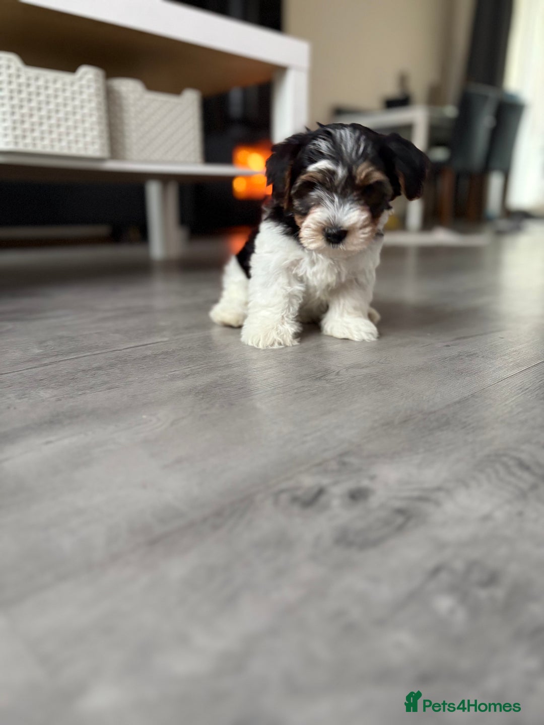 Biewer Terrier dogs for sale: *Last boy ready for new home*Pure Biewer Terriers - Advert 1
