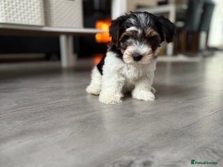 Biewer Terrier dogs *Last boy ready for new home*Pure Biewer Terriers - Advert 2