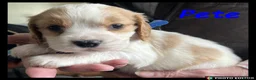 Cockalier dogs for sale: Cockalier cuties 🌸🌸 - Advert 10