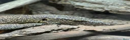 Monitor reptiles for sale: Mangrove monitor in Tamworth - Advert 3