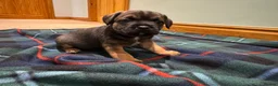 Border Terrier dogs for sale: Beautiful KC registered border terrier puppies  - Advert 4