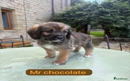Mixed Breed dogs for sale: Outstanding Mini Saint Bernadoodle Puppies  - Image 19