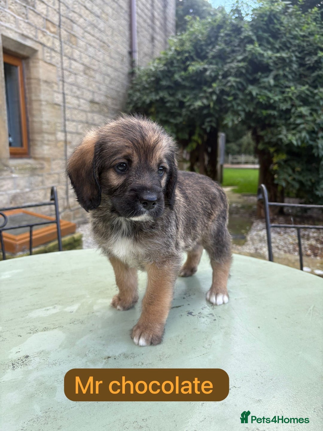 Mixed Breed dogs for sale: Outstanding Mini Saint Bernadoodle Puppies  - Image 19
