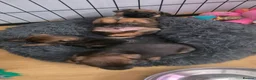 Border Terrier dogs for sale: Superb quality border terriers - Advert 3