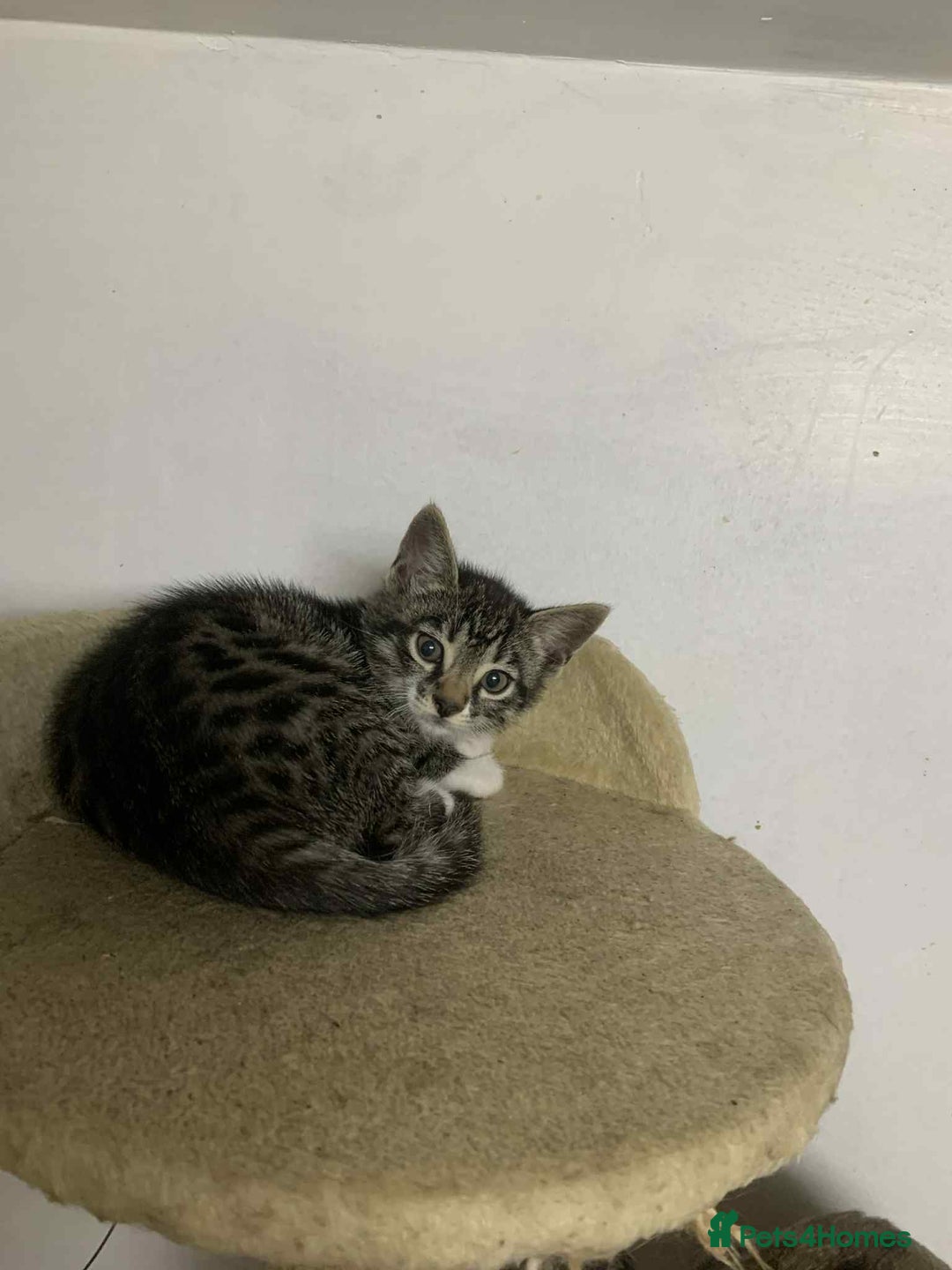 Bengal cats for sale: BEAUTIFUL HALF BENGAL KITTENS - Image 27