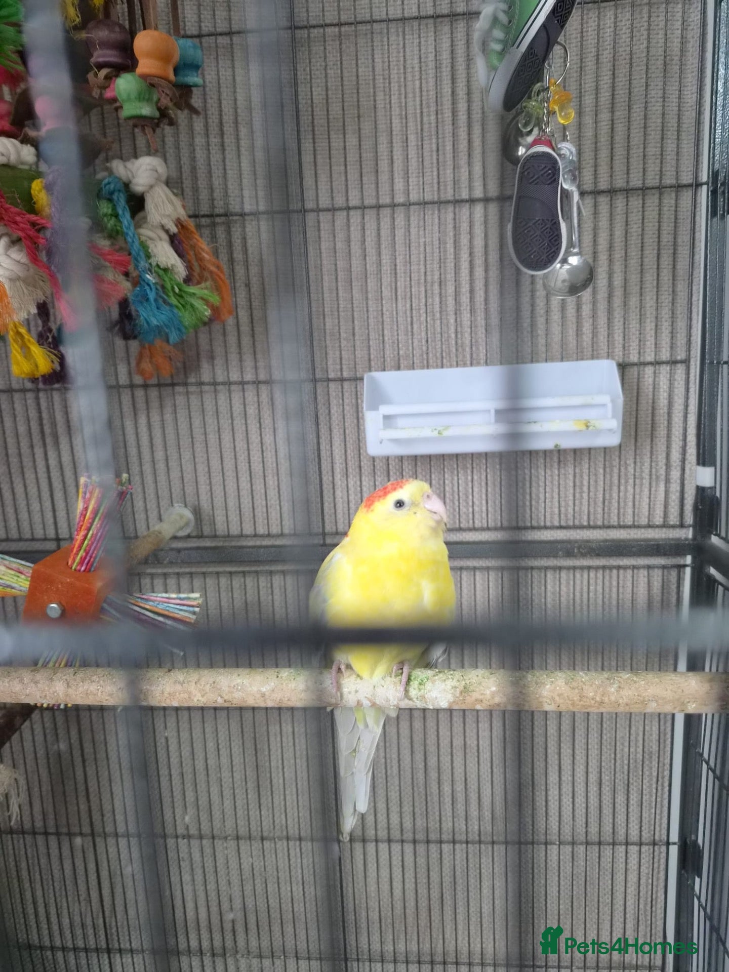 Parakeets birds for sale: 🐦❤️ FEMALE RED-RUMP PARAKEET & CAGE 💛🐦 - Advert 2