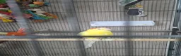 Parakeets birds for sale: 🐦❤️ FEMALE RED-RUMP PARAKEET & CAGE 💛🐦 in Biggleswade - Advert 1
