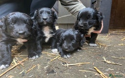 Mixed Breed dogs for sale: Cocker spaniel cross border collie puppies - Image 1