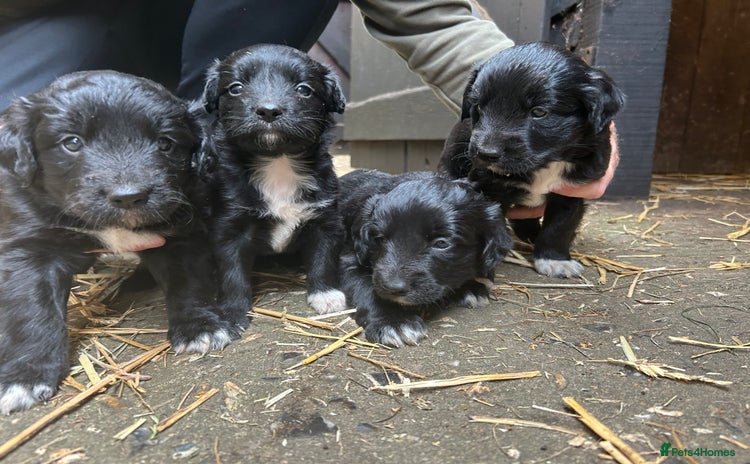 Mixed Breed dogs - Advert 1