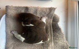German Shorthaired Pointer dogs for sale: Beautiful KC reg German Shorthaired Pointer Pups - Image 10