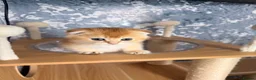 Scottish Fold cats for sale: Adorable Scottish Fold kittens ♥️ - Advert 10