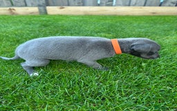 Whippet dogs for sale: ⭐️ KC Whippet pups blue and white. ⭐️ - Image 14