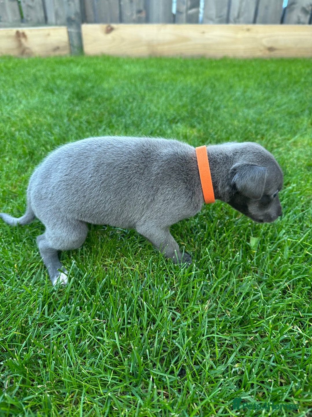 Whippet dogs for sale: ⭐️ KC Whippet pups blue and white. ⭐️ - Image 14