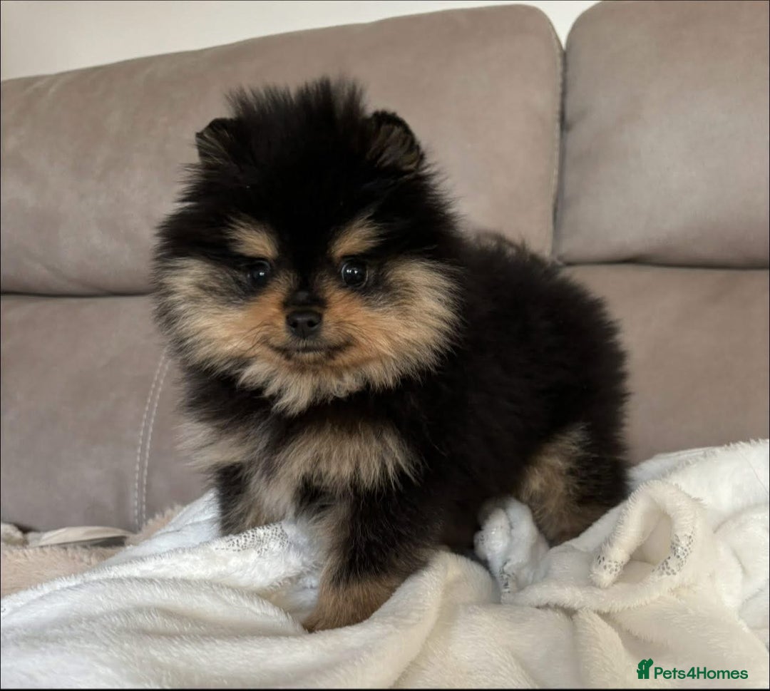 Pomeranian dogs for stud: Prince available for stud services  - Advert 8