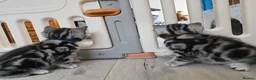 British Shorthair cats for sale: Original BSH Silver Tabby kittens  - Advert 16