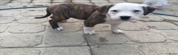 Mixed Breed dogs for sale: Old tyme American bullys - Advert 8