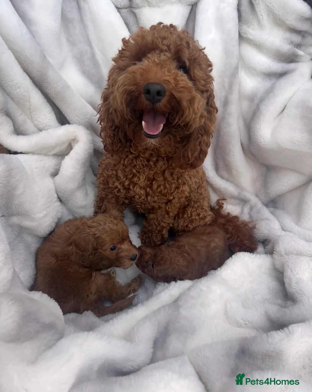 Cavapoo dogs for sale: Absolutely outstanding tiny cavapoo puppy  - Advert 4