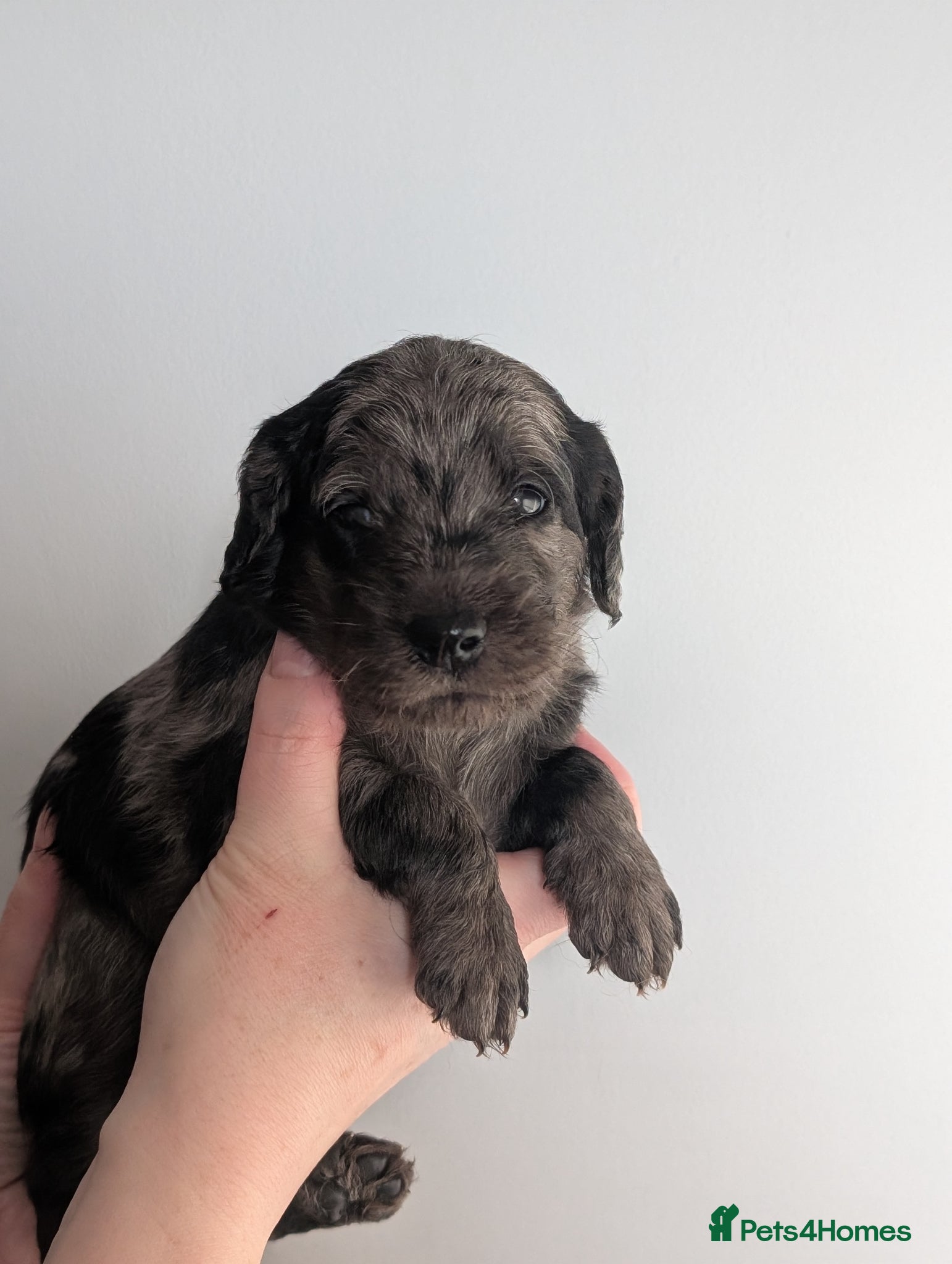 Labradoodle dogs for sale: Unique Labradoodles - Merle, Phantom, Black, Red - Advert 35
