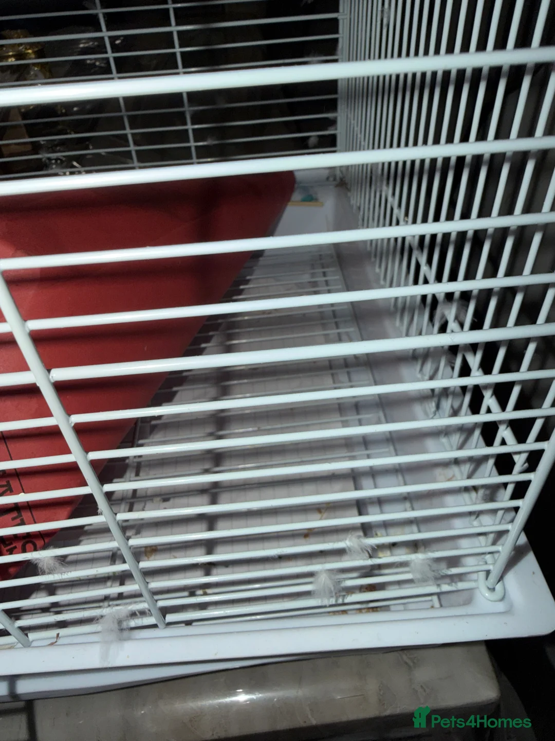 Budgerigars birds for sale: Budgies - Advert 2