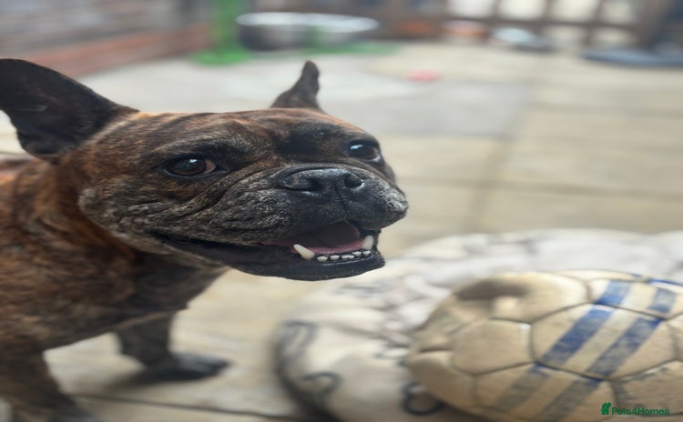 Mixed Breed dogs - Advert 1