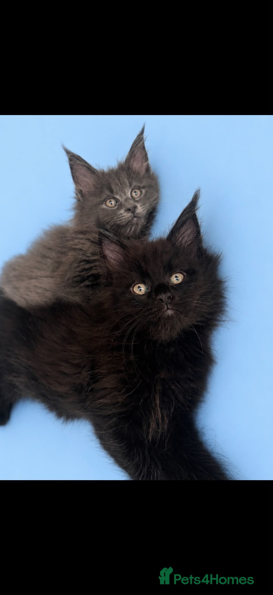 Maine Coon cats Ready Now Gorgeous TICA® Maine Coon Kittens ❤️❤️❤️ - Advert 2