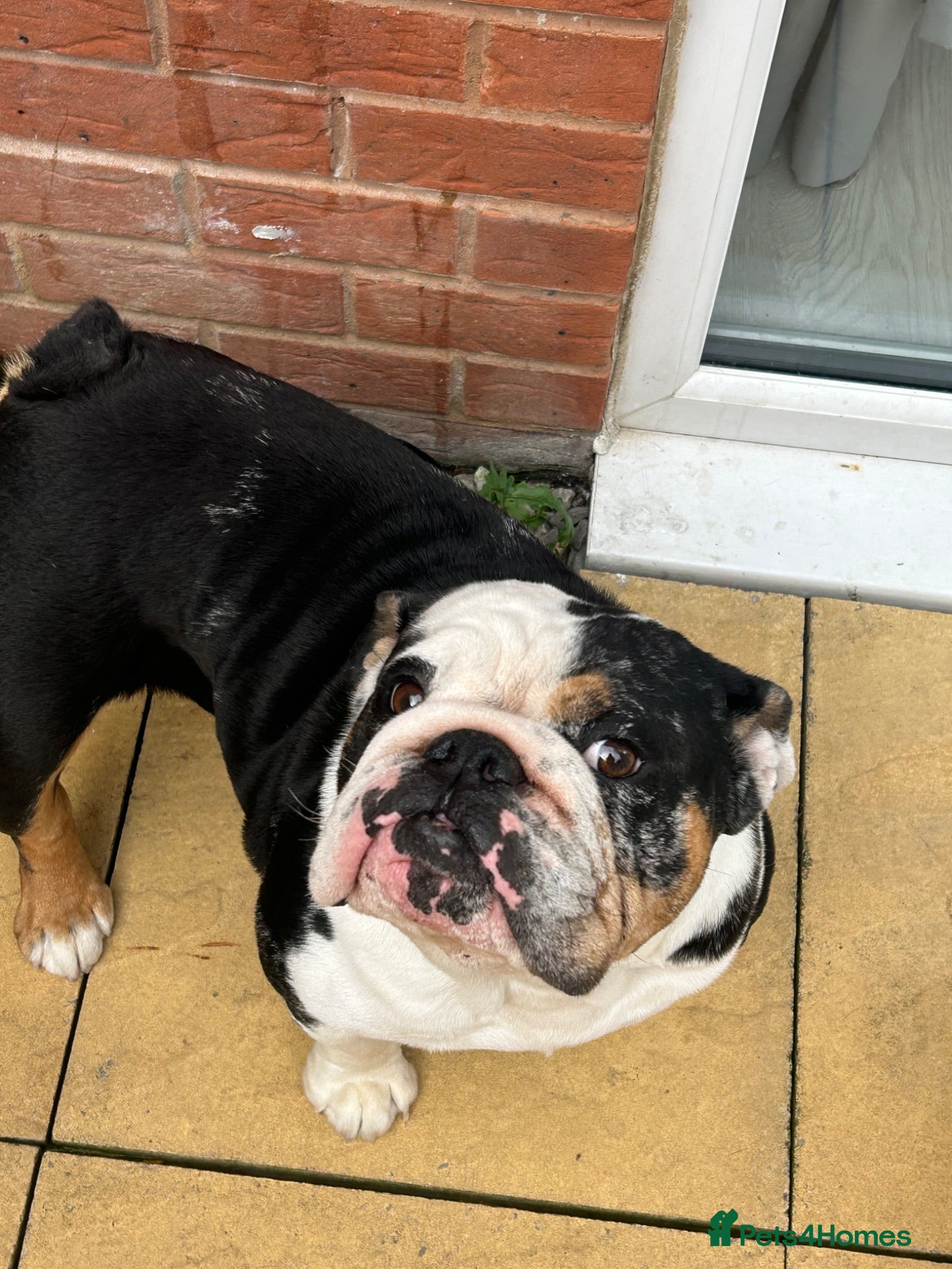 English Bulldog dogs 3 year old English bulldog  - Advert 10
