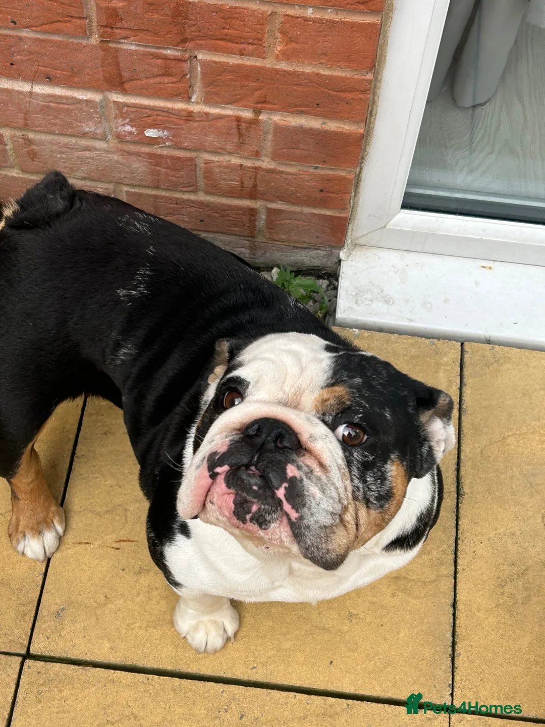 English Bulldog dogs for sale: 3 year old English bulldog  in Liverpool - Advert 1