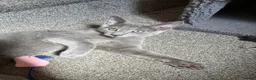 Russian Blue cats for sale: TICA 5* Pedigree Russian blue kittens - Advert 3