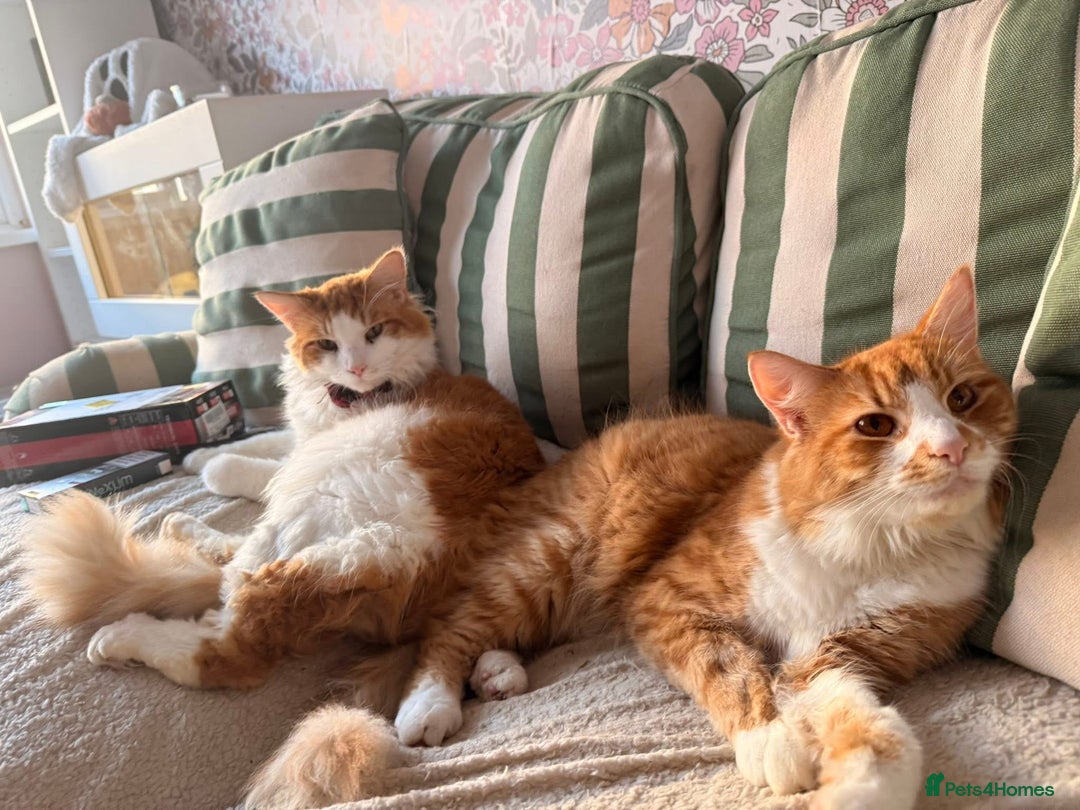 Mixed Breed cats for sale: Long hair ginger and white males  - Advert 1