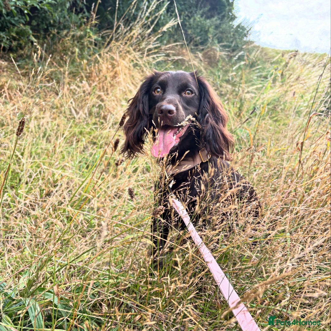 Cocker Spaniel dogs for sale: Cocker spaniel  - Advert 8