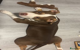 Mixed Breed dogs for sale: Bonnie (Staffy + pocket bully)  - Advert 5