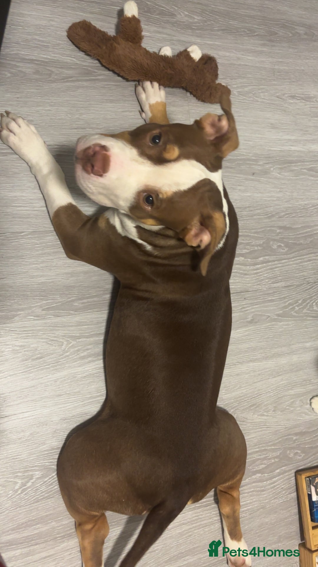 Mixed Breed dogs for sale: Bonnie (Staffy + pocket bully)  - Advert 5