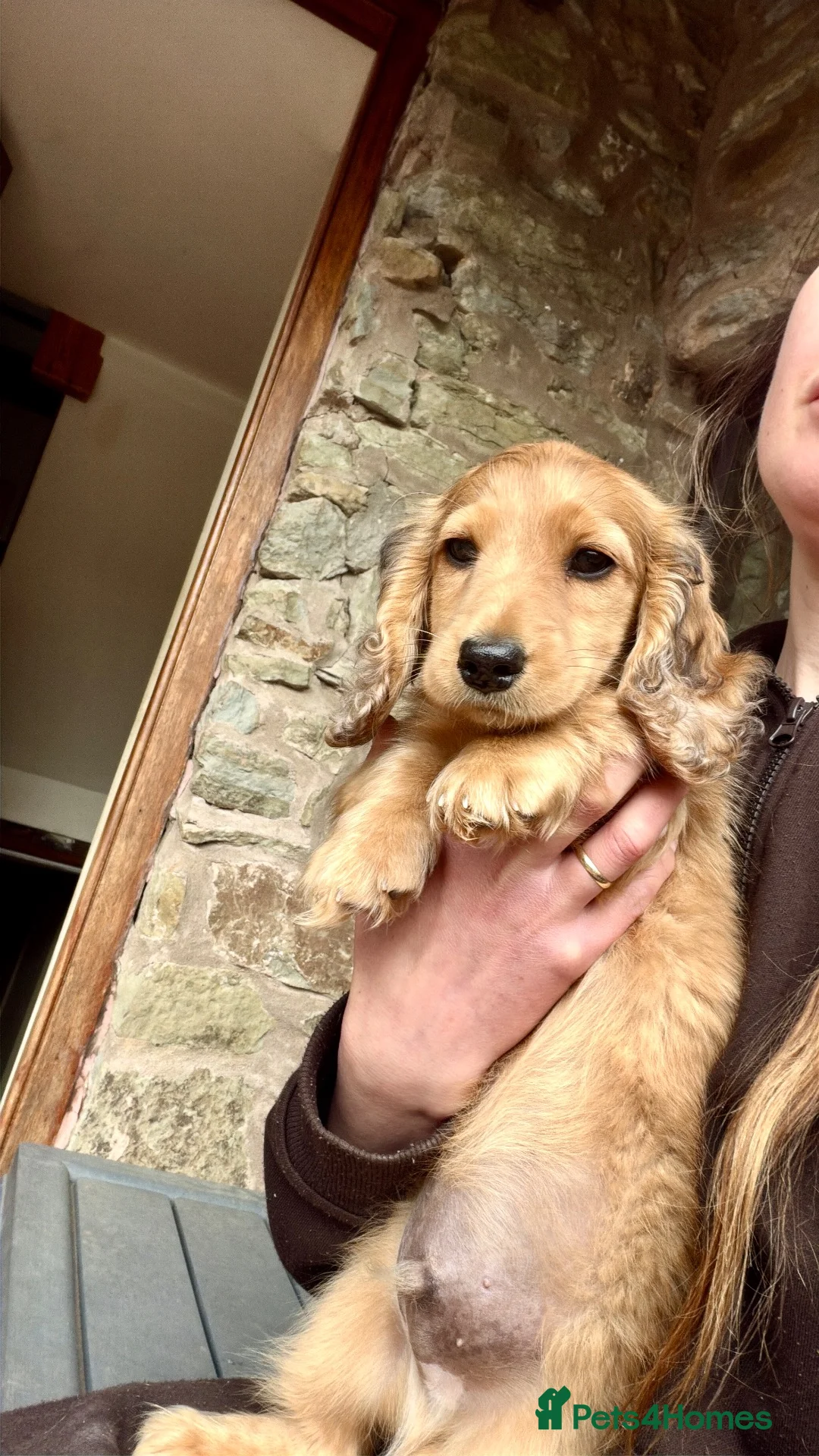 Miniature Dachshund dogs for sale: Countrygold White Russian  - Advert 8