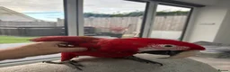 Parrots birds for sale: Greenwing Macaw - Advert 13