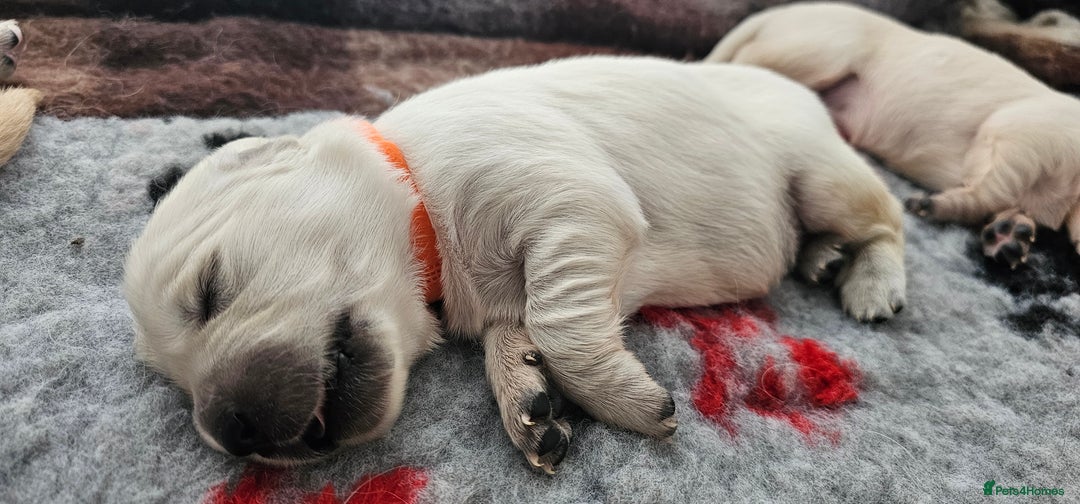 Golden Retriever dogs for sale: Golden Retriever Puppies - you will Fall in love  - Image 26