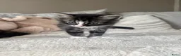 Mixed Breed cats for sale: The cutest  kittens ready to find a loving home  - Advert 7