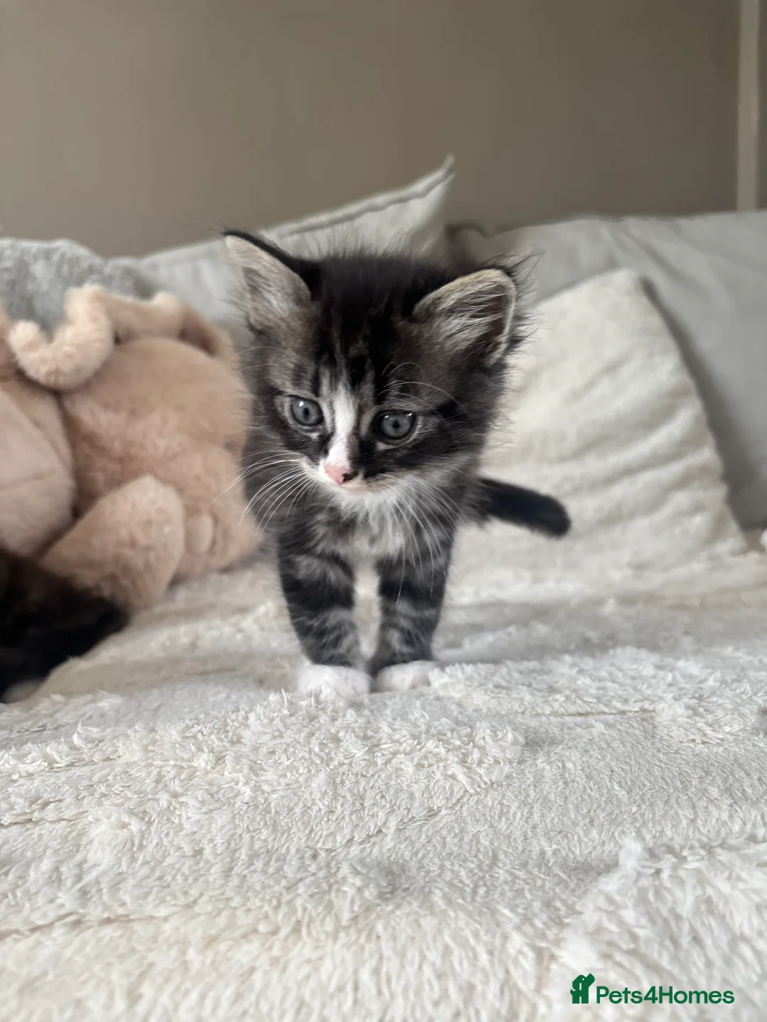 Mixed Breed cats for sale: The cutest  kittens ready to find a loving home  - Advert 7