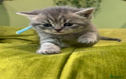Scottish Fold cats for sale: Scottish straights  - Image 27