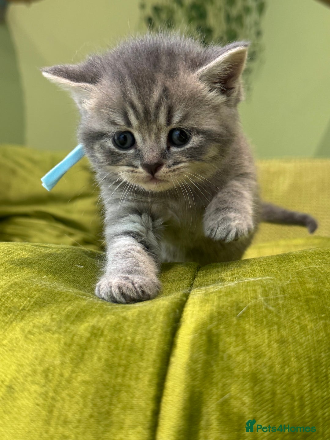 Scottish Fold cats for sale: Scottish straights  - Image 27