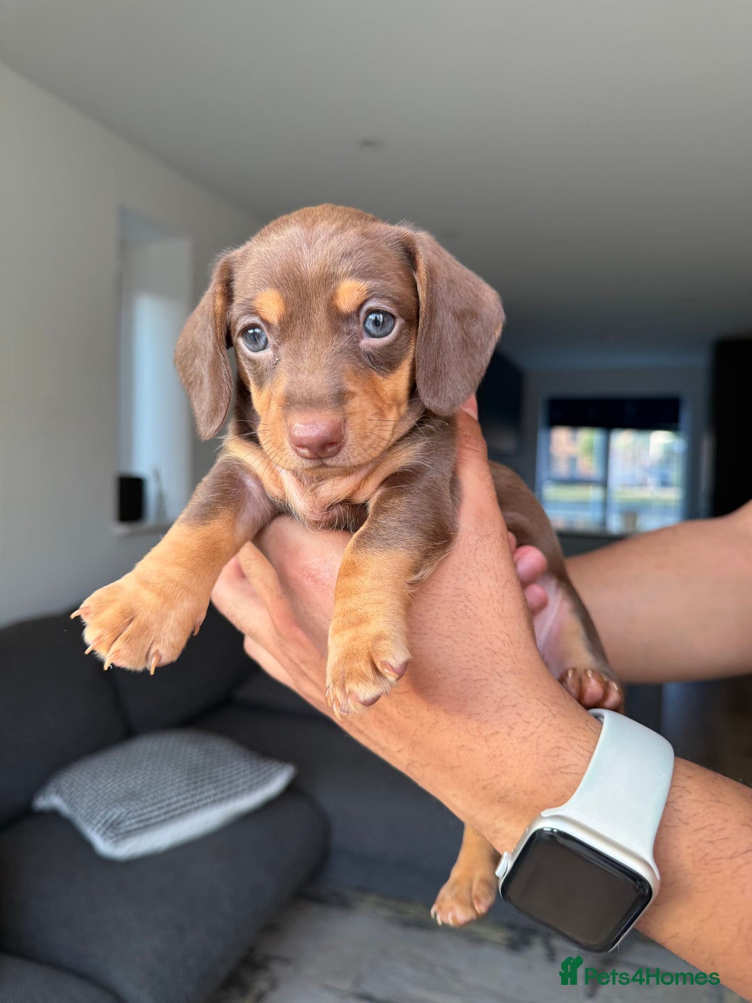 Dachshund dogs for sale: Miniature Dachshund Litter - Image 9