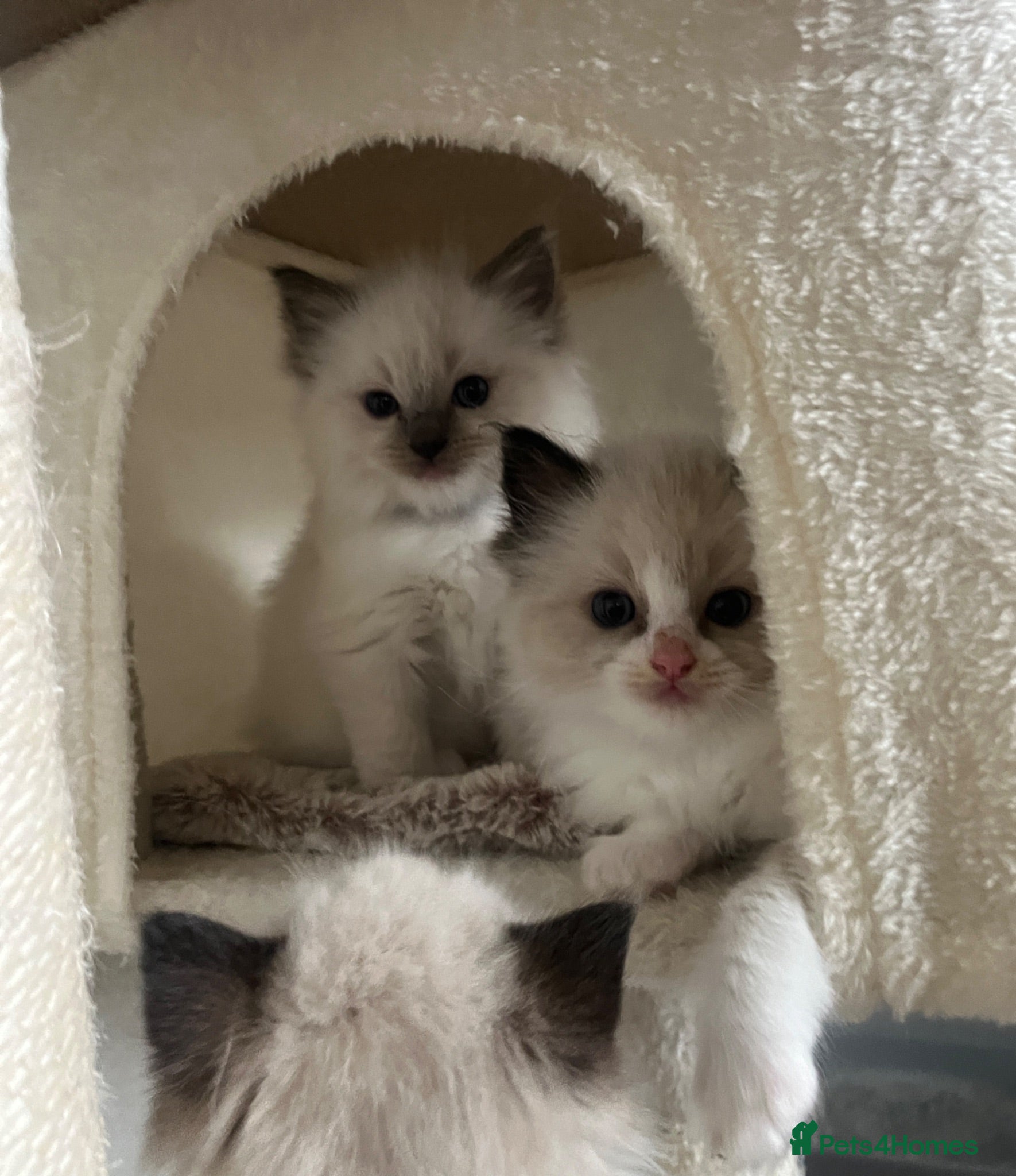 Ragdoll cats GCCF Registered Ragdoll Kittens  - Advert 1