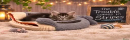 Kurilian Bobtail cats for sale: Beautiful silver tabby Kurilian bobtail kittens  in Stoke-on-Trent - Advert 8
